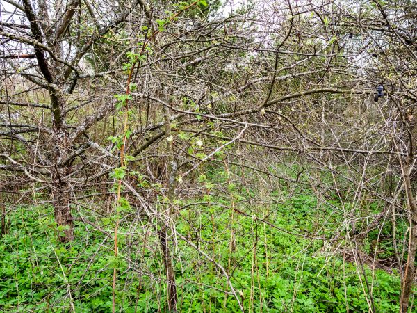 Underbrush Clearing in Kansas City
