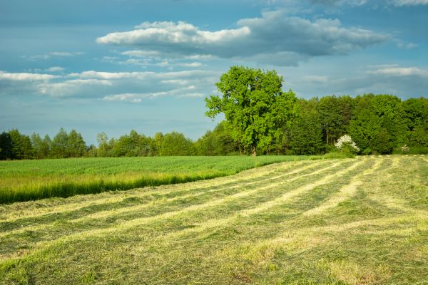 Cost of Vegetation Removal in Kansas City