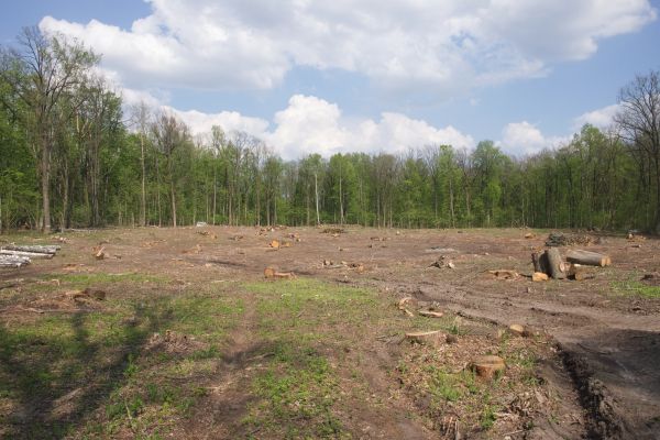 Cost of Pasture Clearing in Kansas City