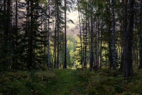 Cost of Pine Tree Clearing in Kansas City