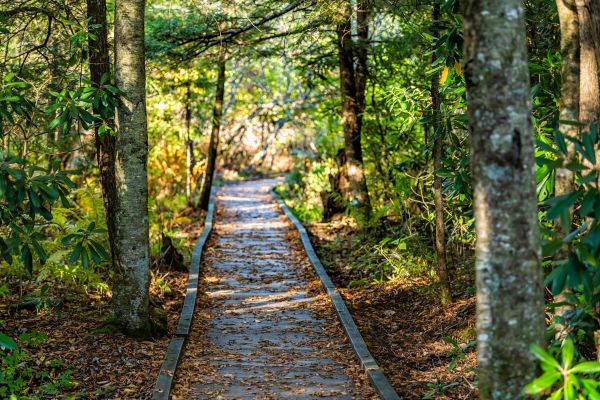 Cost of Trail Clearing in Kansas City